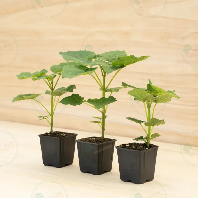 Paulownia Leoparda® – Pot 600 ml