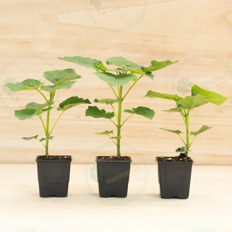 Paulownia Leoparda® – Pot 600 ml