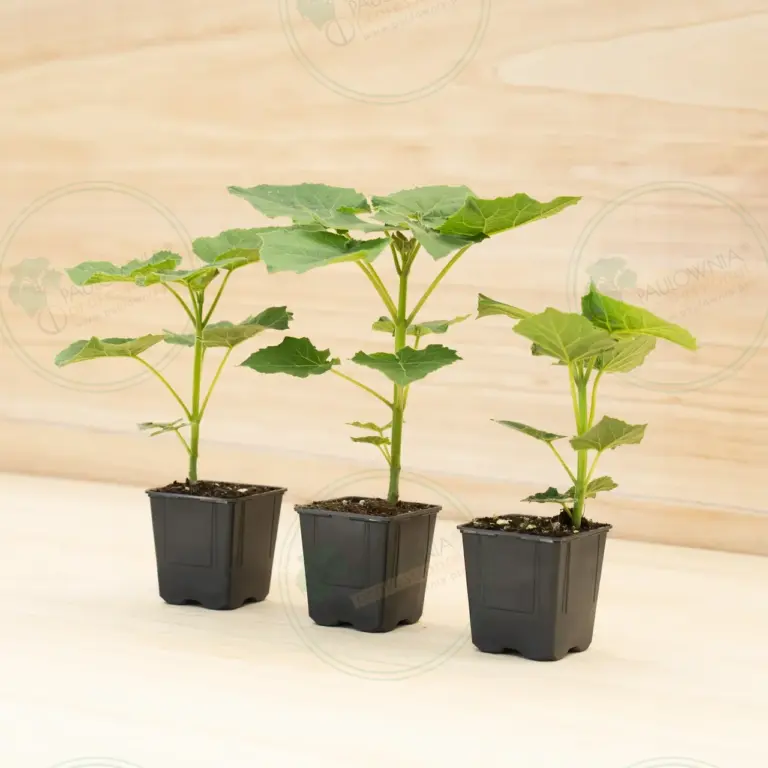 Paulownia Leoparda® – Pot 600 ml