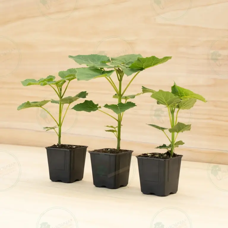 Paulownia Leoparda® – Pot 600 ml