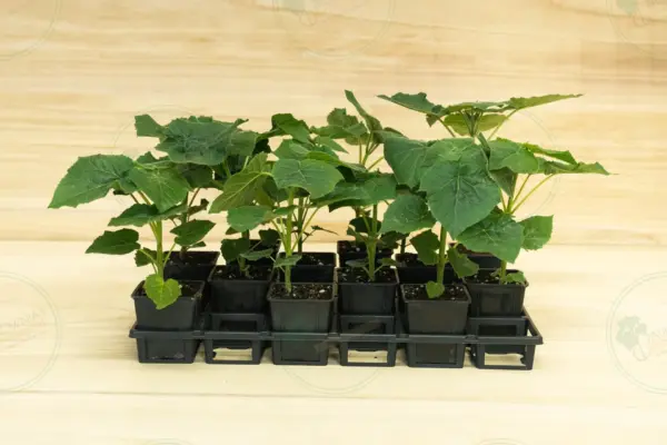 Paulownia Leoparda® – Tray