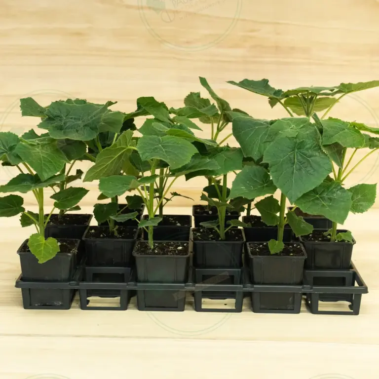 Paulownia Leoparda® – Tray