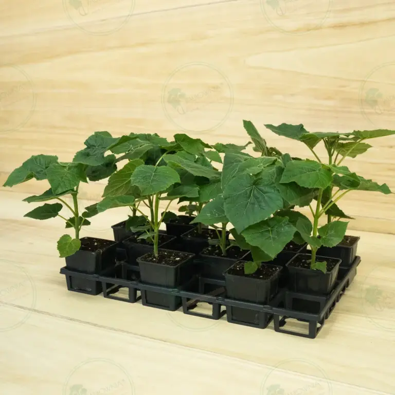 Paulownia Leoparda® – Tray