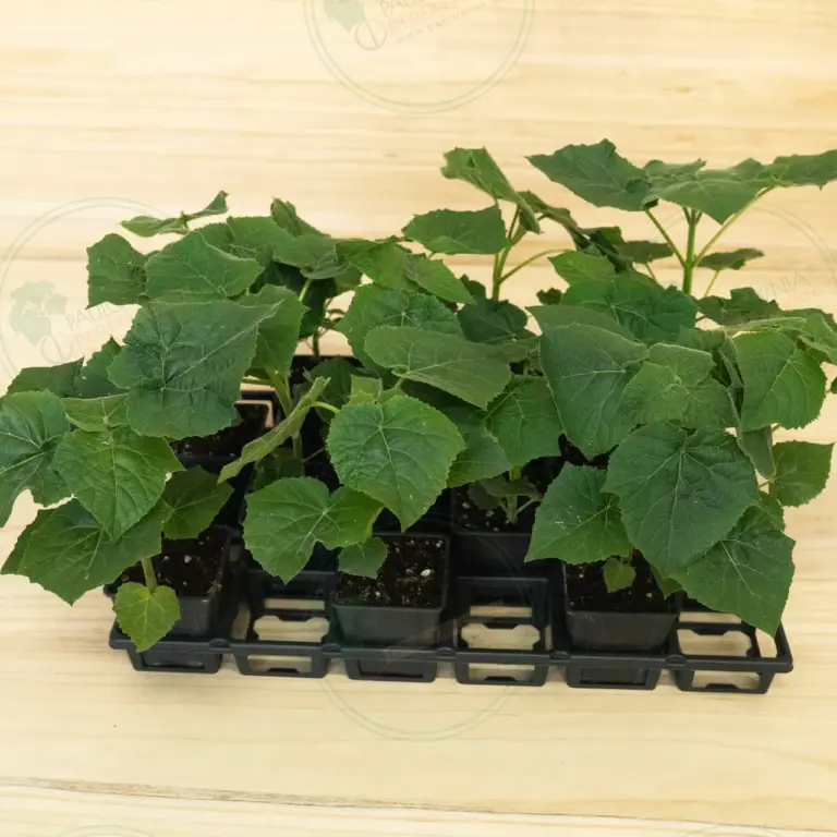 Paulownia Leoparda® – Tray
