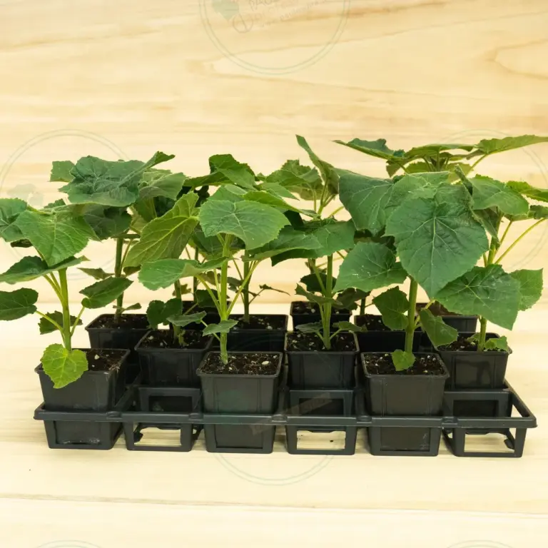 Paulownia Leoparda® – Tray