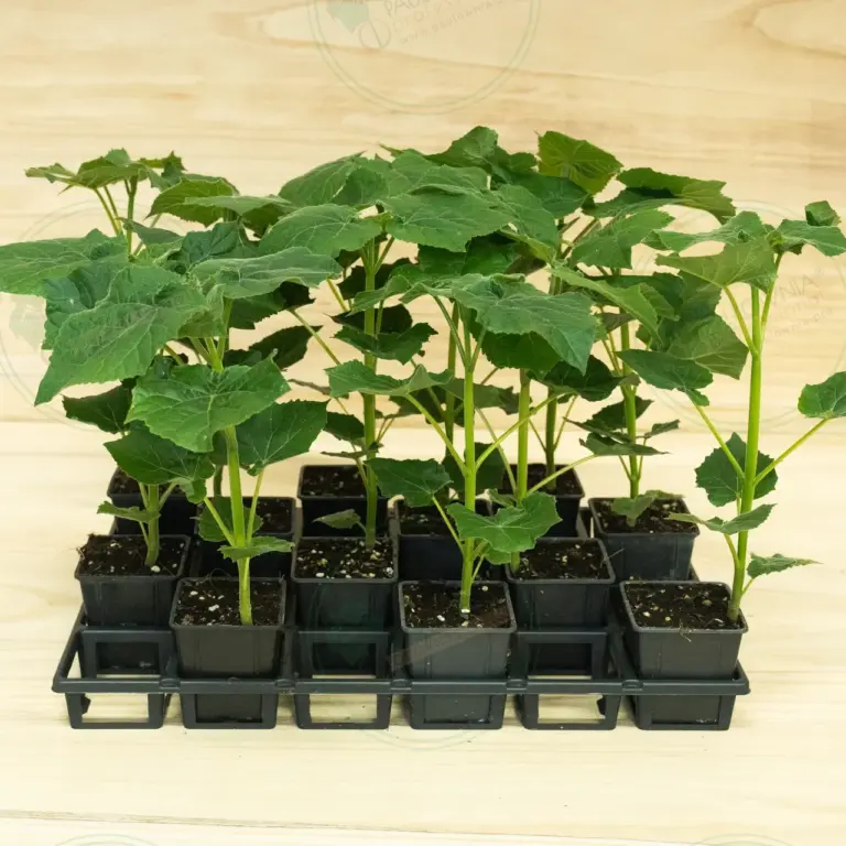 Paulownia Leoparda® – Tray