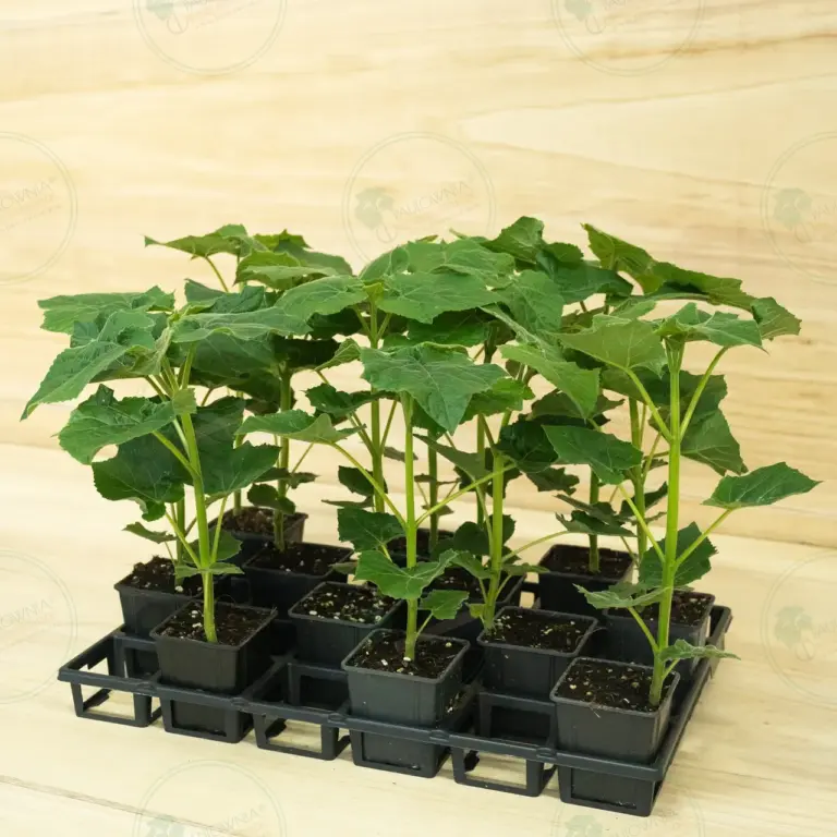 Paulownia Leoparda® – Tray