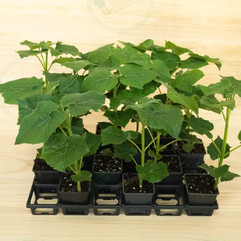 Paulownia Leoparda® – Tray