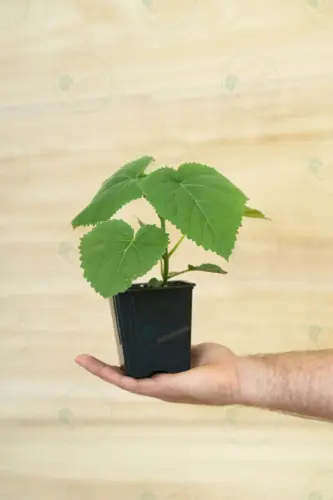 paulownia-profi-plant-600l-root-paulowniapro-08