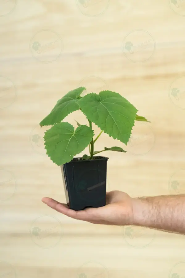 Paulownia PROFI® – Stump in pot 600 ml