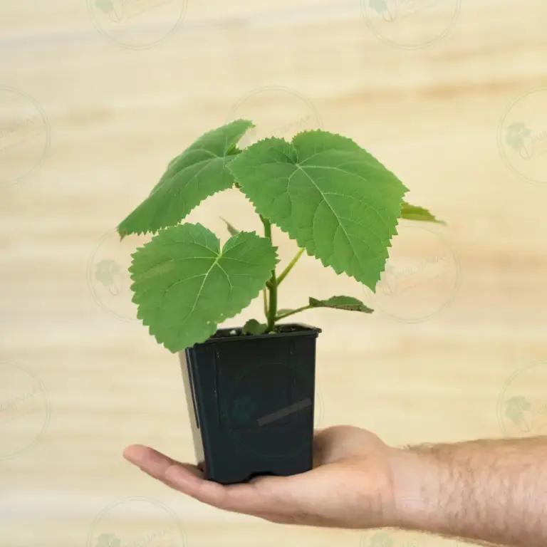Paulownia PROFI® – Stump in pot 600 ml