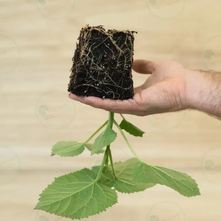 Paulownia PROFI® – Stump in pot 600 ml