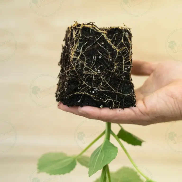 Paulownia PROFI® – Stump in pot 600 ml