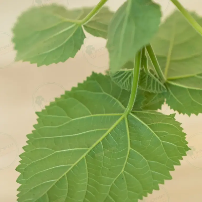 Paulownia PROFI® – Stump in pot 600 ml