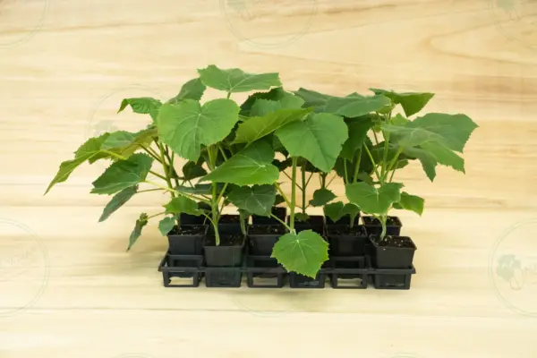 Paulownia PROFI® – Tray