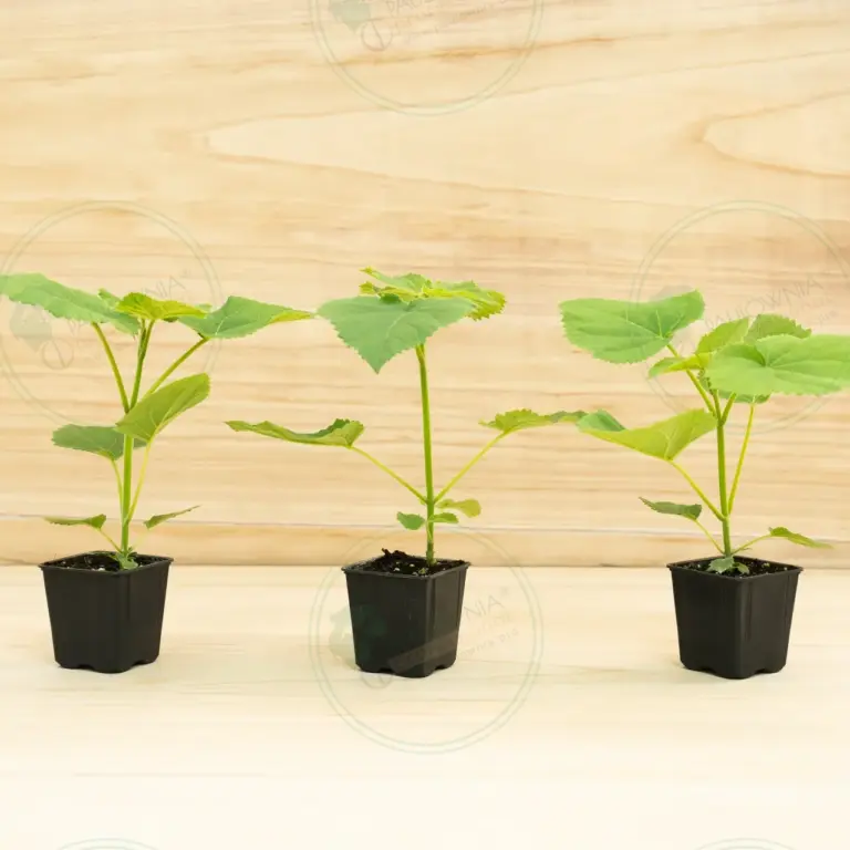 Paulownia PROFI® – Pot 600 ml