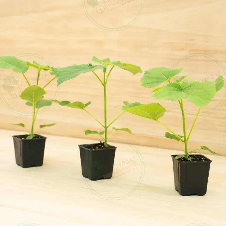 Paulownia PROFI® – Pot 600 ml