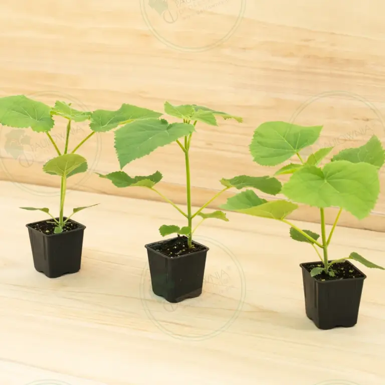 Paulownia PROFI® – Pot 600 ml