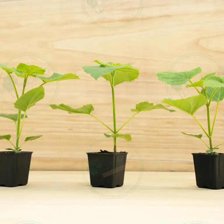 Paulownia PROFI® – Pot 600 ml