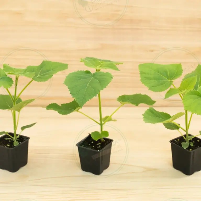 Paulownia PROFI® – Pot 600 ml
