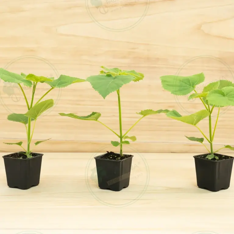Paulownia PROFI® – Pot 600 ml