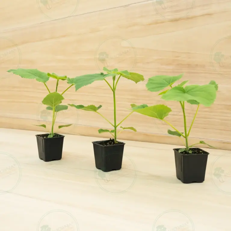 Paulownia PROFI® – Pot 600 ml