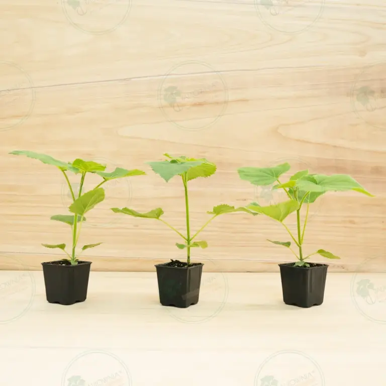 Paulownia PROFI® – Pot 600 ml