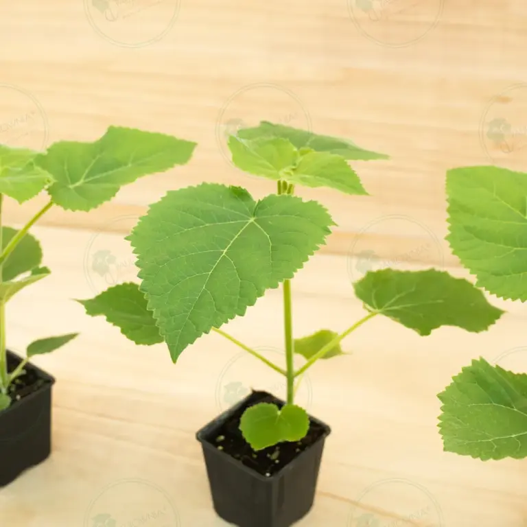 Paulownia PROFI® – Pot 600 ml
