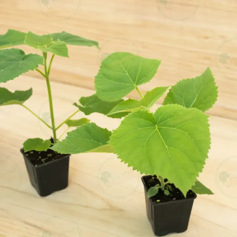 Paulownia PROFI® – Pot 600 ml