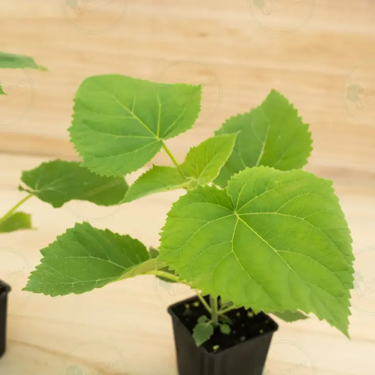 Paulownia PROFI® – Pot 600 ml