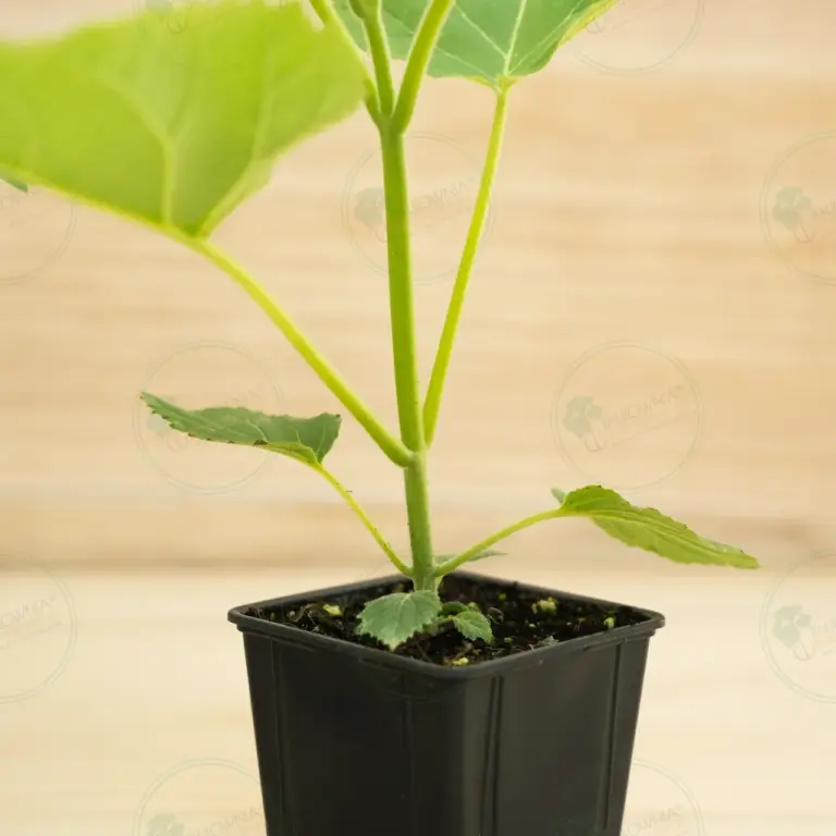 Paulownia PROFI® – Pot 600 ml