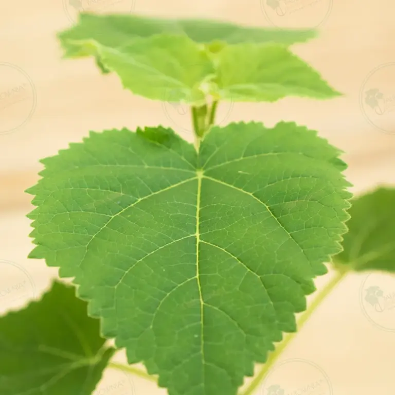 Paulownia PROFI® – Pot 600 ml