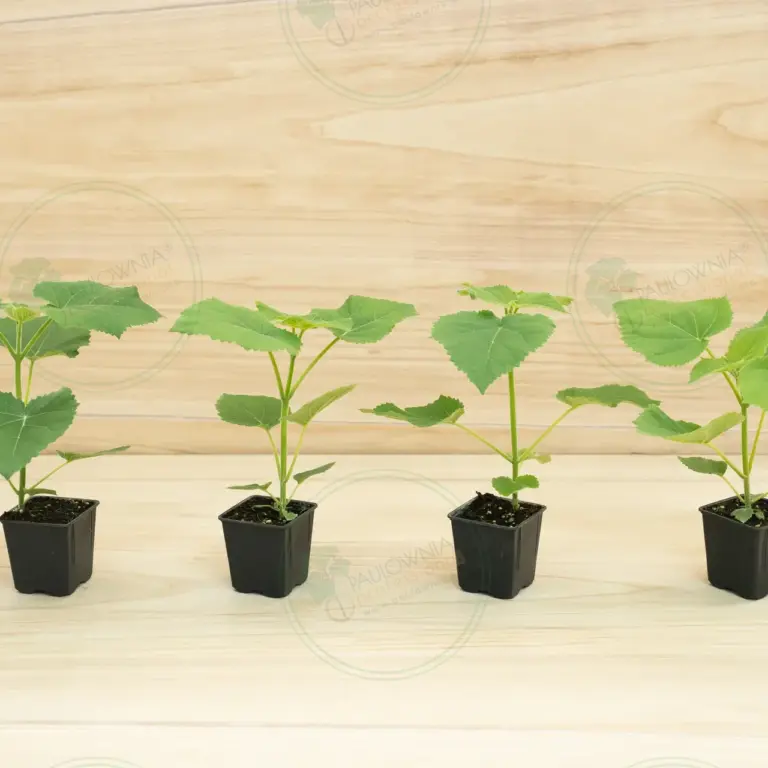 Paulownia PROFI® – Pot 600 ml