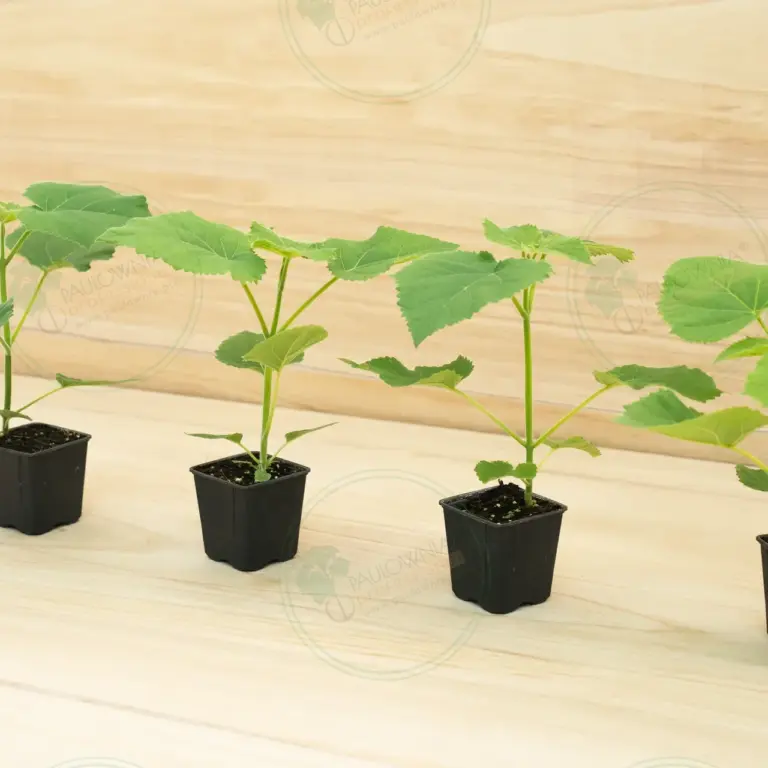 Paulownia PROFI® – Pot 600 ml