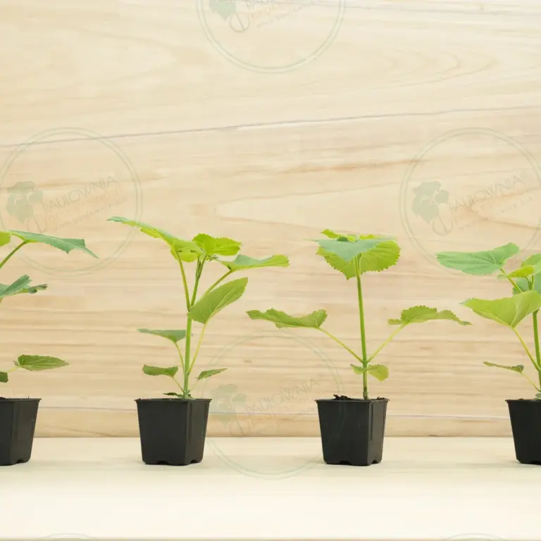 Paulownia PROFI® – Pot 600 ml