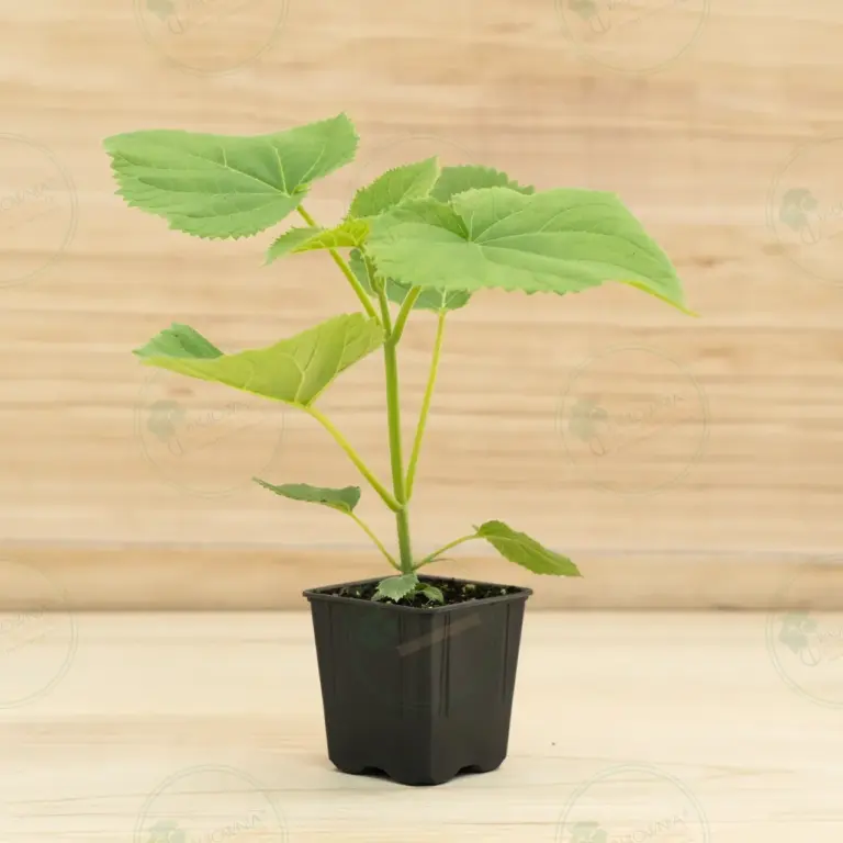 Paulownia PROFI® – Pot 600 ml