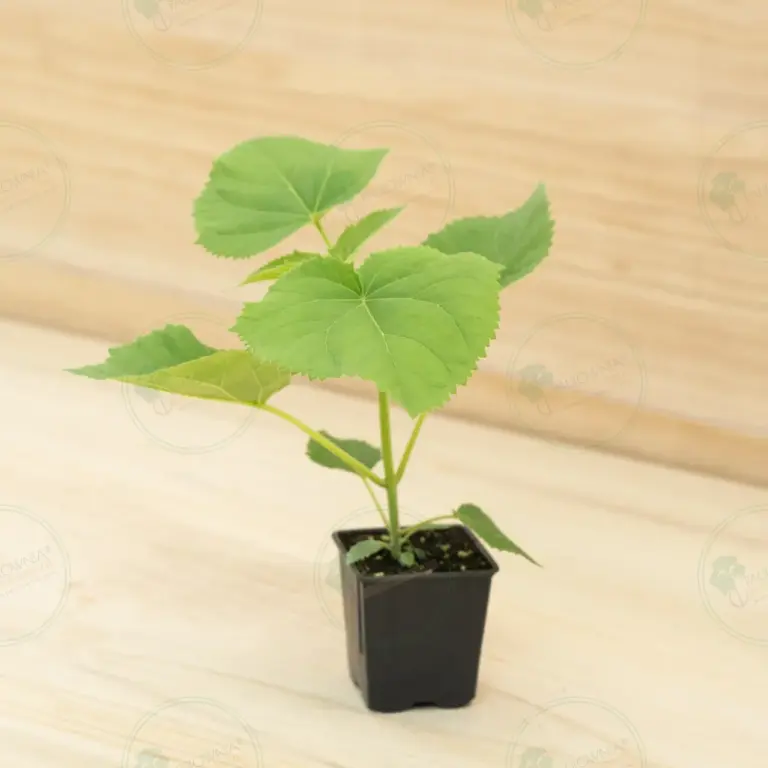 Paulownia PROFI® – Pot 600 ml