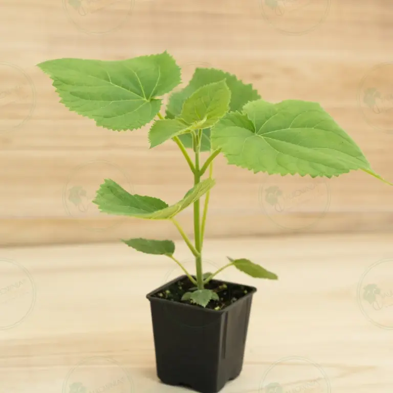 Paulownia PROFI® – Pot 600 ml