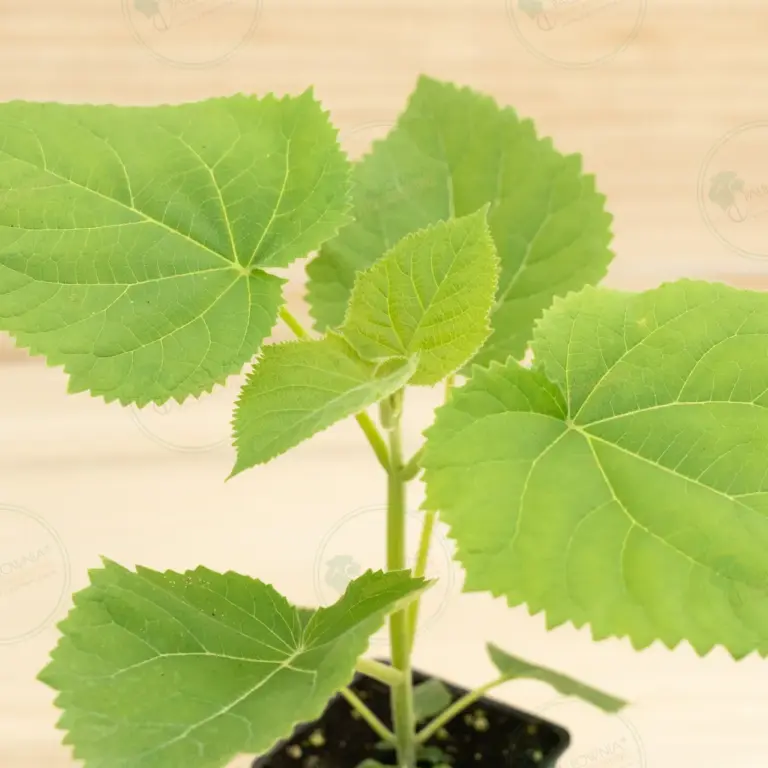 Paulownia PROFI® – Pot 600 ml