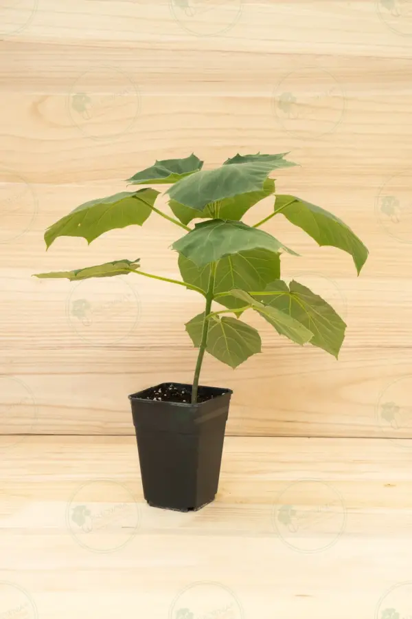 Paulownia Proxy2® – Pot 3.6 L