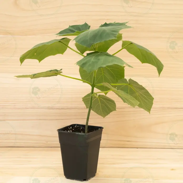Paulownia Proxy2® – Pot 3.6 L