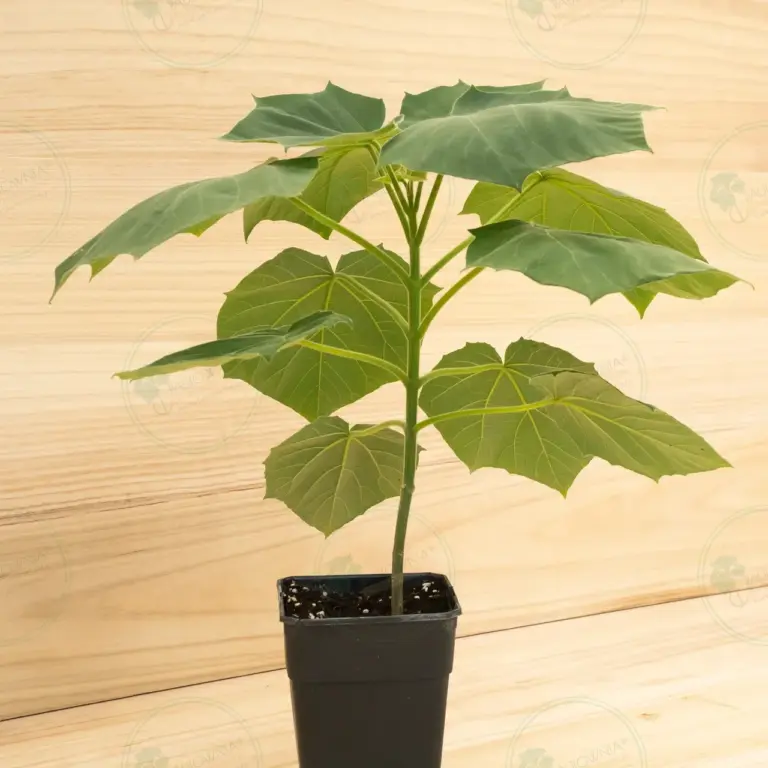 Paulownia Proxy2® – Pot 3.6 L