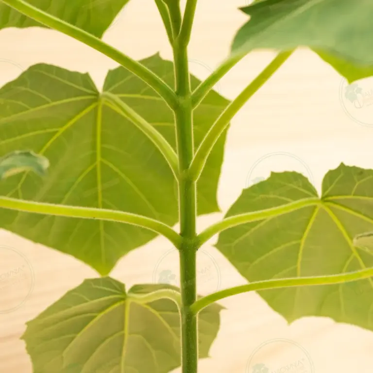 Paulownia Proxy2® – Pot 3.6 L