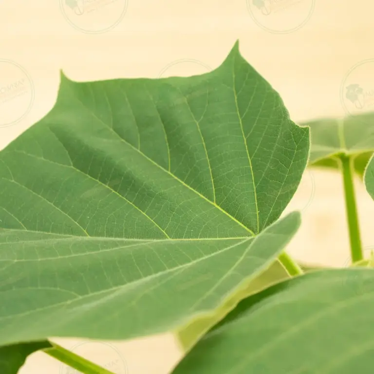 Paulownia Proxy2® – Pot 3.6 L