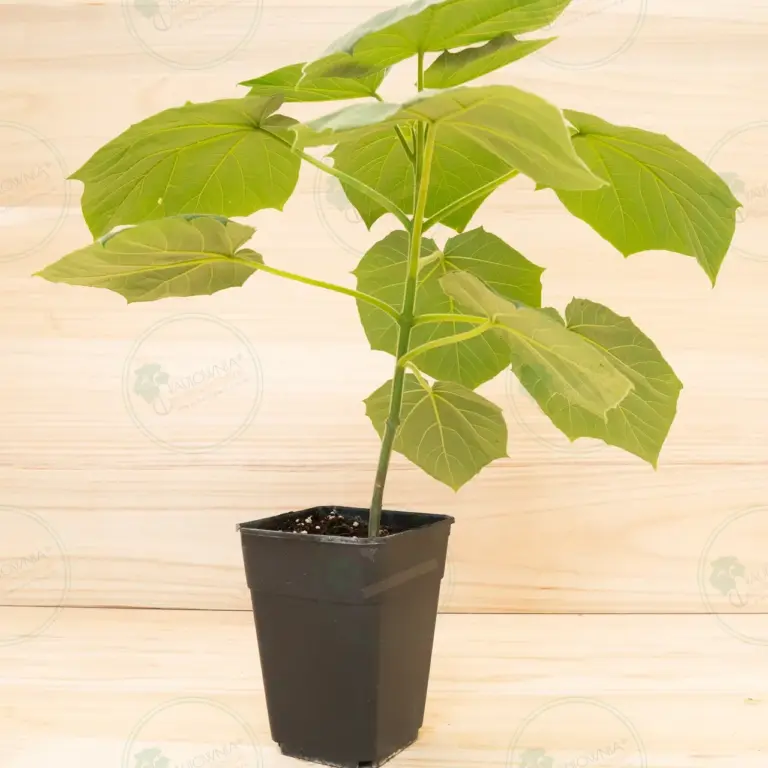 Paulownia Proxy2® – Pot 3.6 L