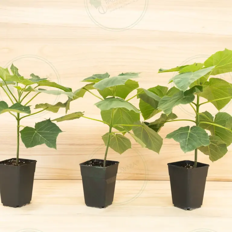 Paulownia Proxy2® – Pot 3.6 L