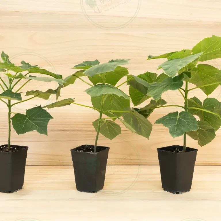 Paulownia Proxy2® – Pot 3.6 L