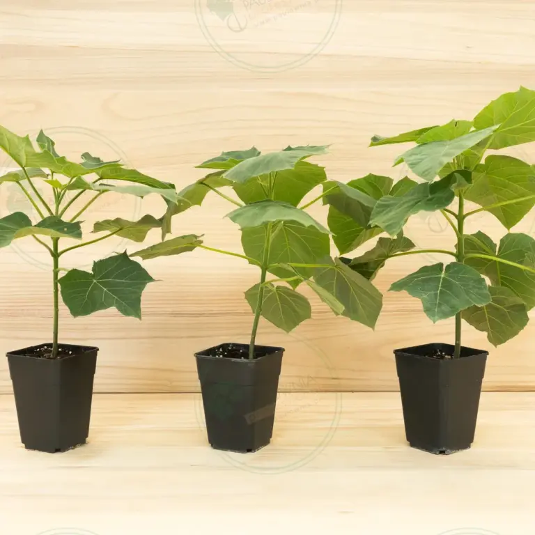 Paulownia Proxy2® – Pot 3.6 L