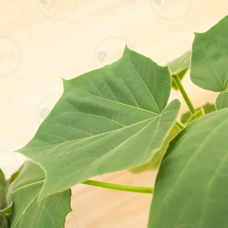 Paulownia Proxy2® – Pot 3.6 L
