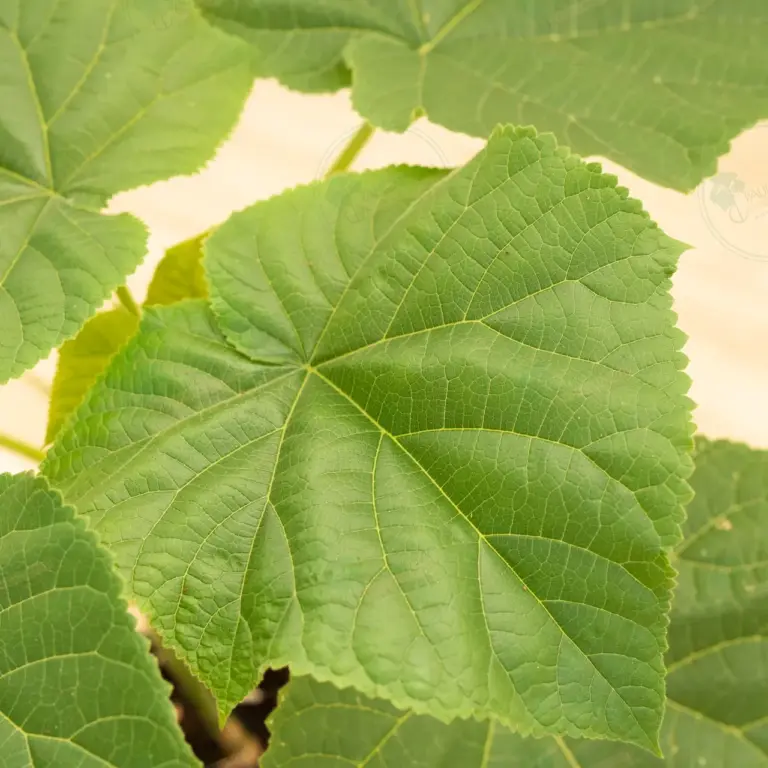 Paulownia Proxy2® – Pot 3.6 L